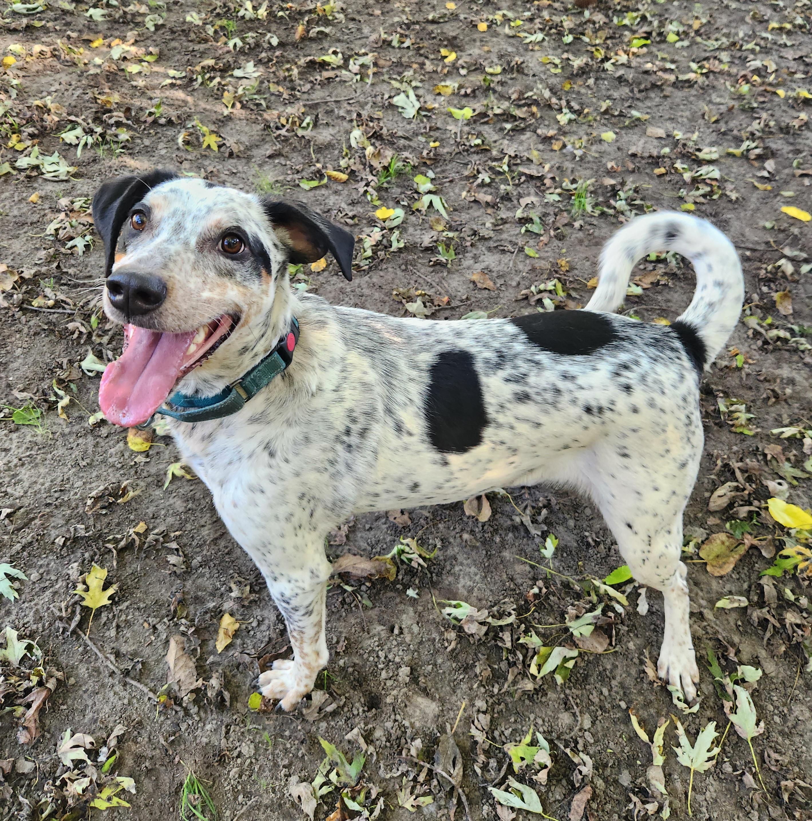 Enlarge Bo, a Adoptable mixed breed in Liberty Center, OH image 2/6