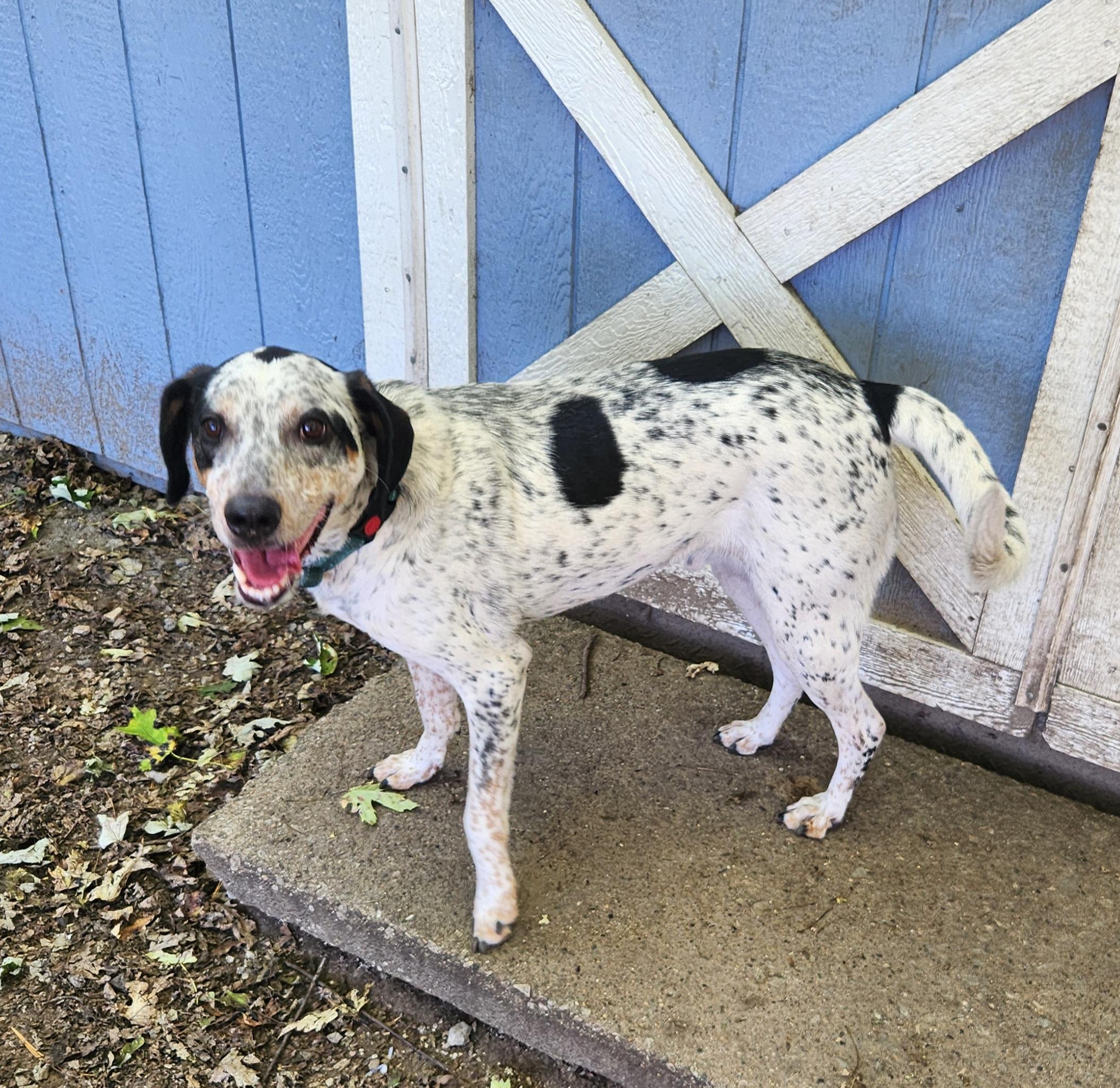 Enlarge Bo, a Adoptable mixed breed in Liberty Center, OH image 6/6