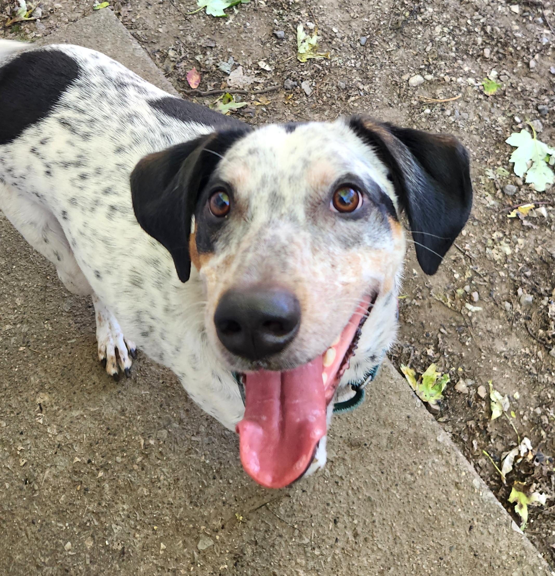 Bo, Adoptable, Young Male Beagle & Australian Cattle Dog / Blue Heeler.