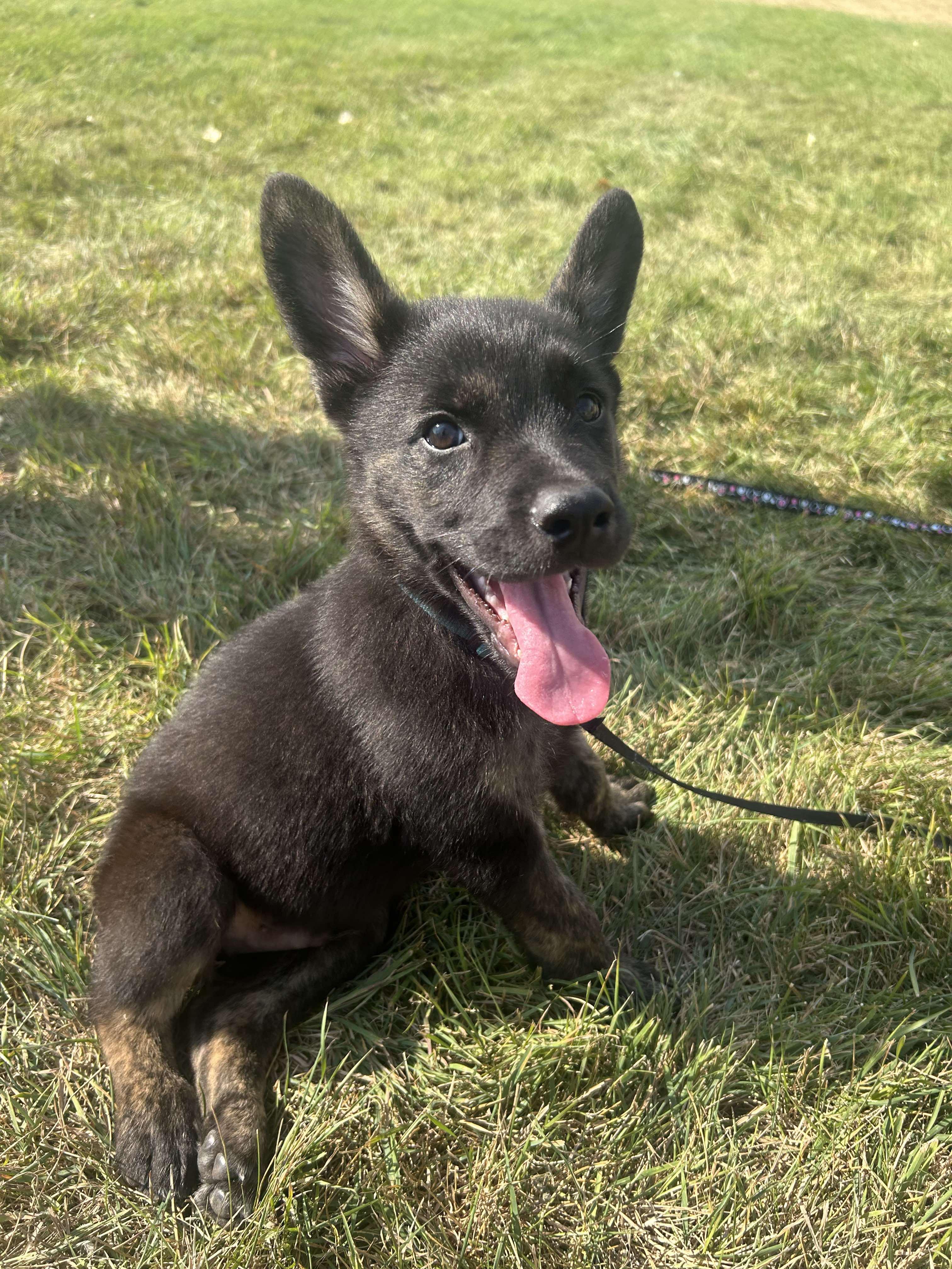 Humphrey, an adoptable German Shepherd Dog, Mixed Breed in Edmonton, AB, T5Y 3N6 | Photo Image 3