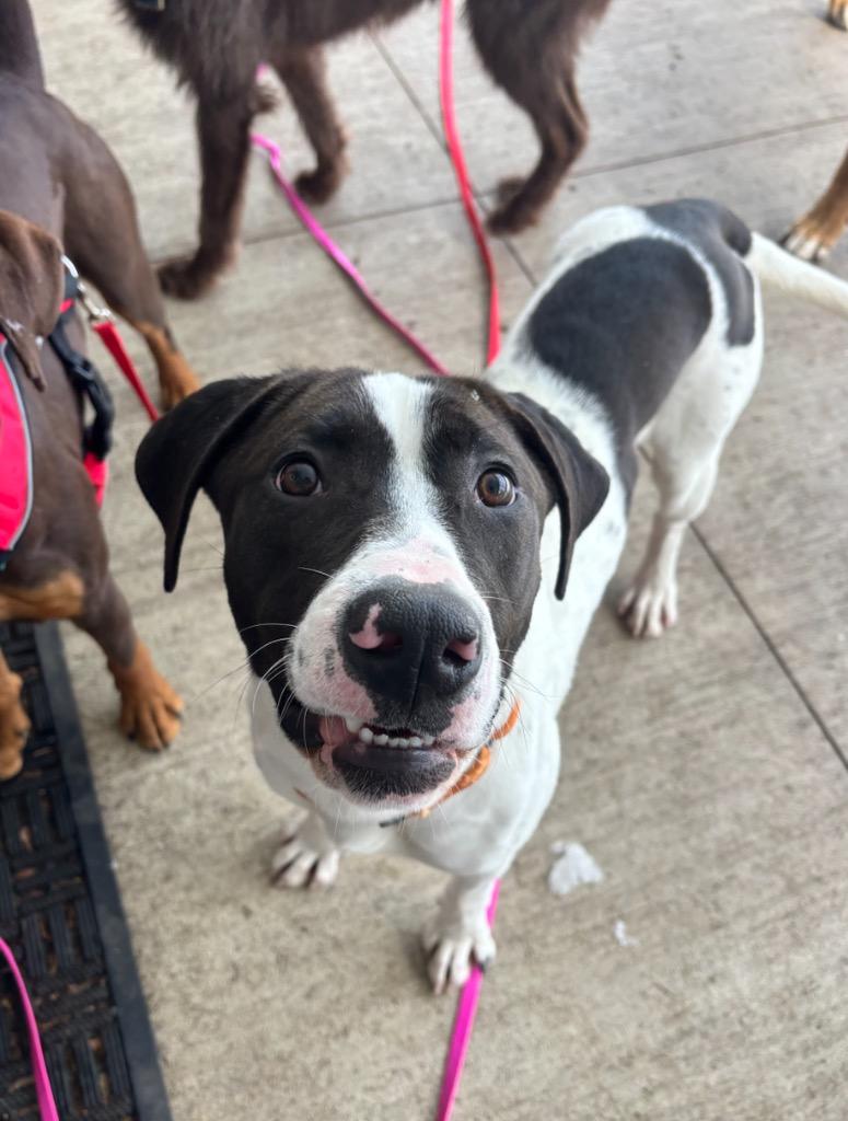 Billy, Adopted, Adult Male Hound & Labrador Retriever.