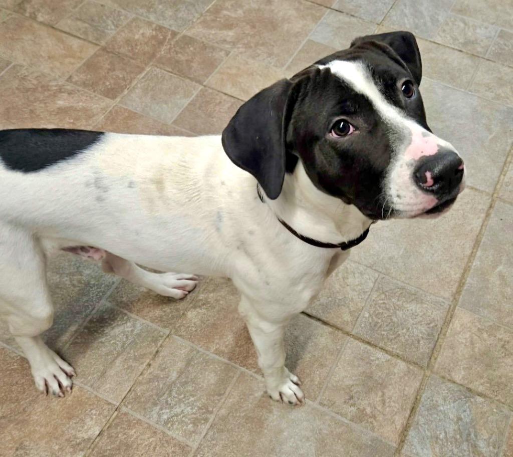 Billy, a Adopted mixed breed in Liverpool, NY image 2/4