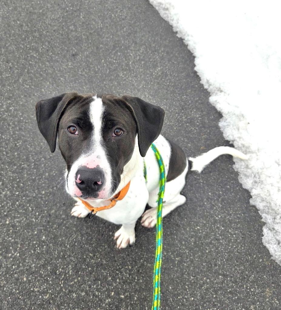 Billy, a Adopted mixed breed in Liverpool, NY image 3/4