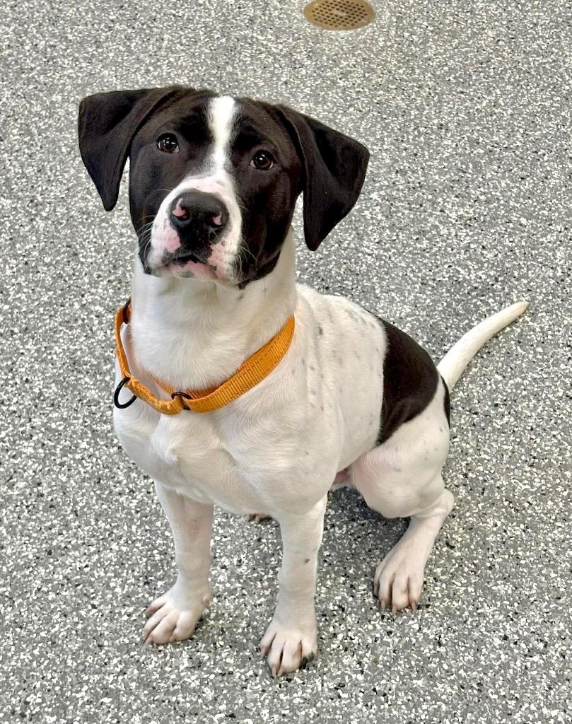 Billy, a Adopted mixed breed in Liverpool, NY image 4/4