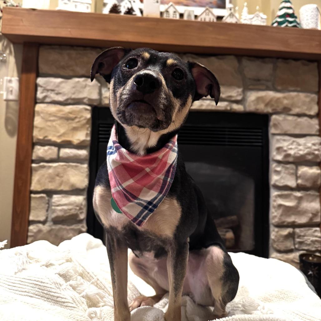 Enlarge Marigold, a Adoptable Mixed Breed in Beresford, SD image 4/6