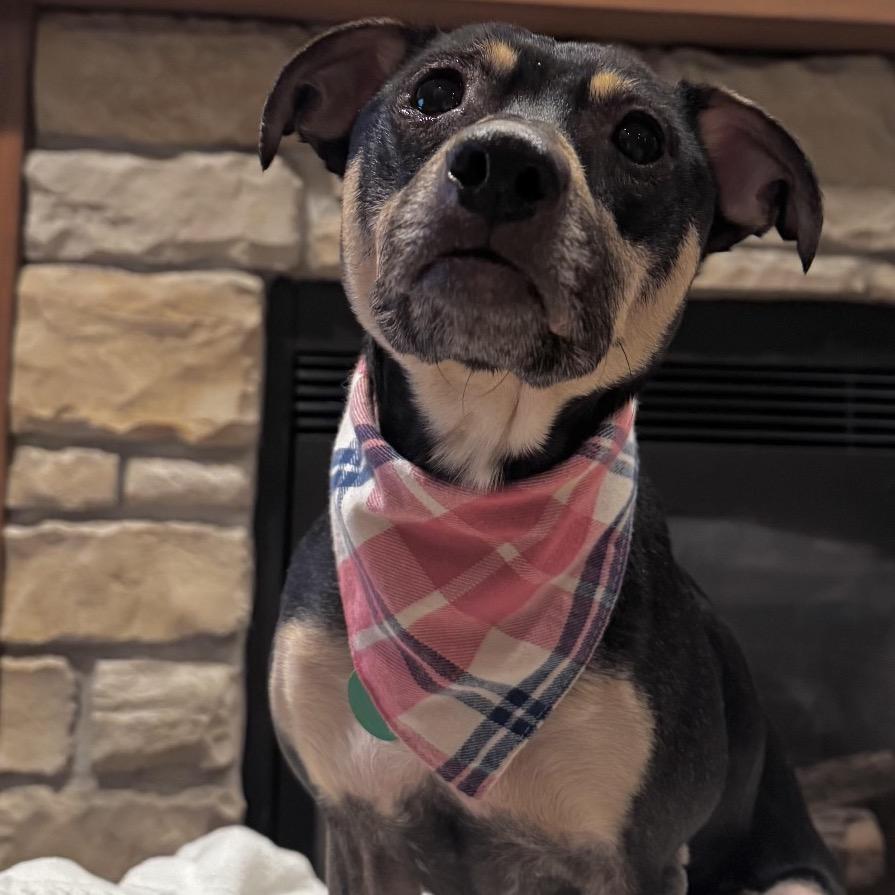Marigold, Adoptable, Adult Female Mixed Breed.