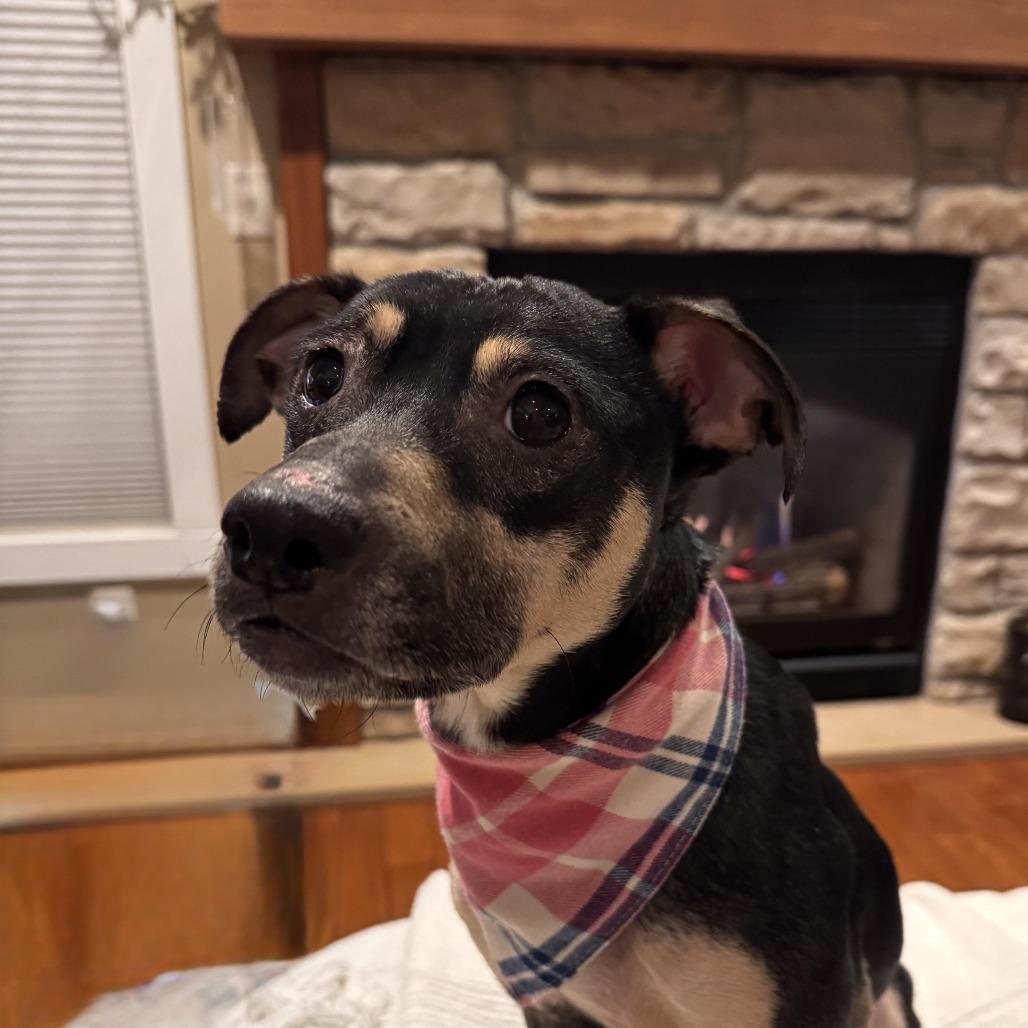 Enlarge Marigold, a Adoptable Mixed Breed in Beresford, SD image 5/6