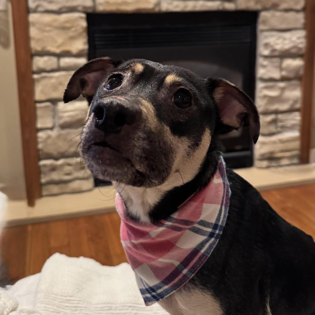 Enlarge Marigold, a Adoptable Mixed Breed in Beresford, SD image 6/6