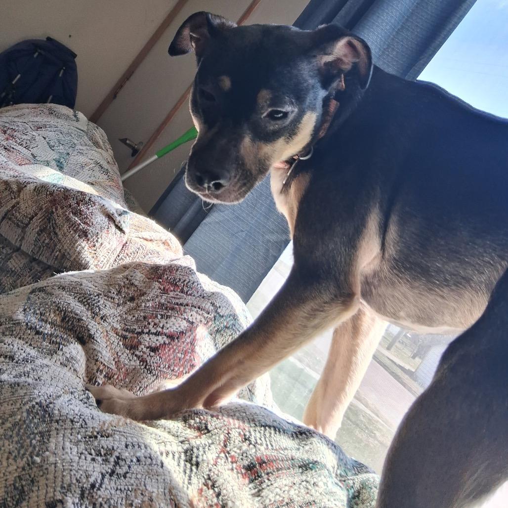 Enlarge Marigold, a Adoptable Mixed Breed in Beresford, SD image 2/6