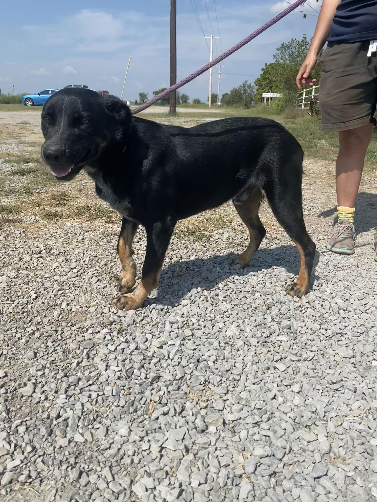 Bandit, Adoptable, Adult Male Australian Cattle Dog / Blue Heeler.