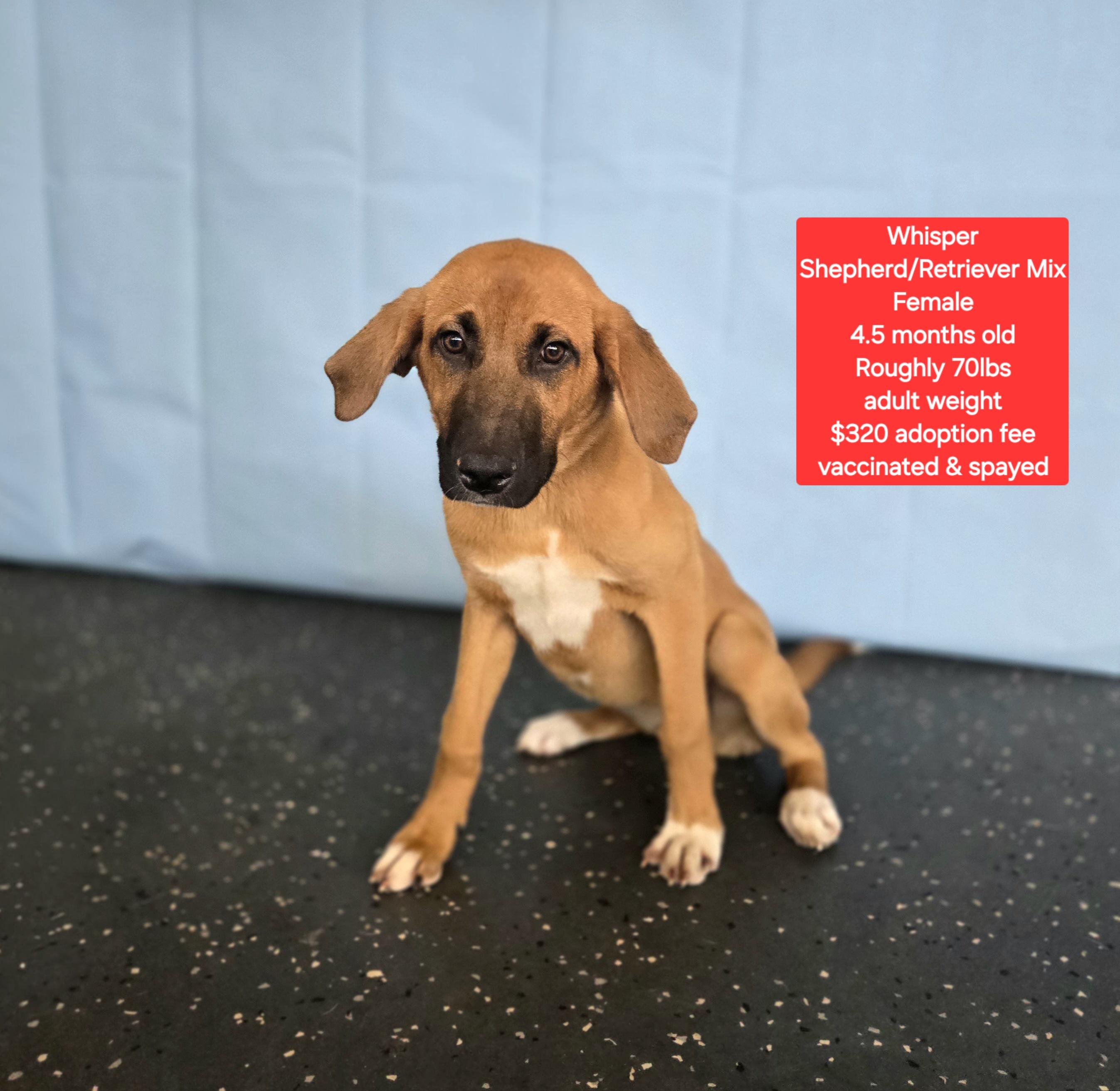 Enlarge Whisper , a ADOPTABLE mixed breed in Oviedo, FL image 1/1