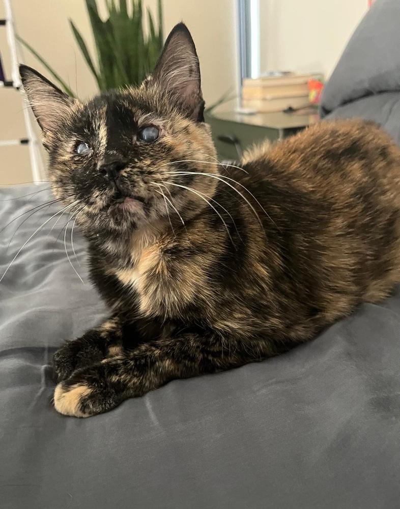 Iris, Adoptable, Adult Female Domestic Short Hair.