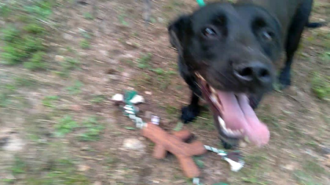 Enlarge Sage & Margot, a Adoptable mixed breed in Westminster, SC image 1/3