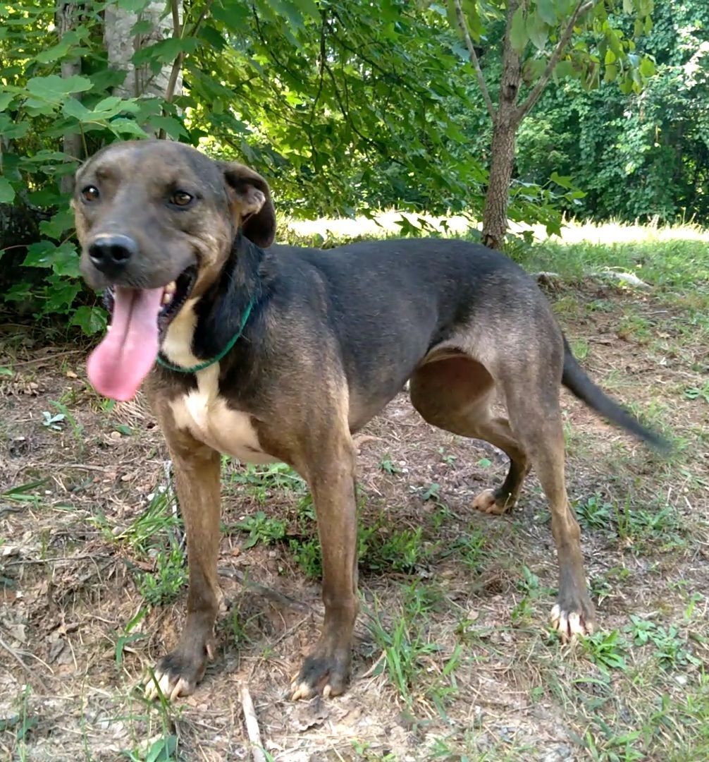 Enlarge Sage & Margot, a Adoptable mixed breed in Westminster, SC image 2/3