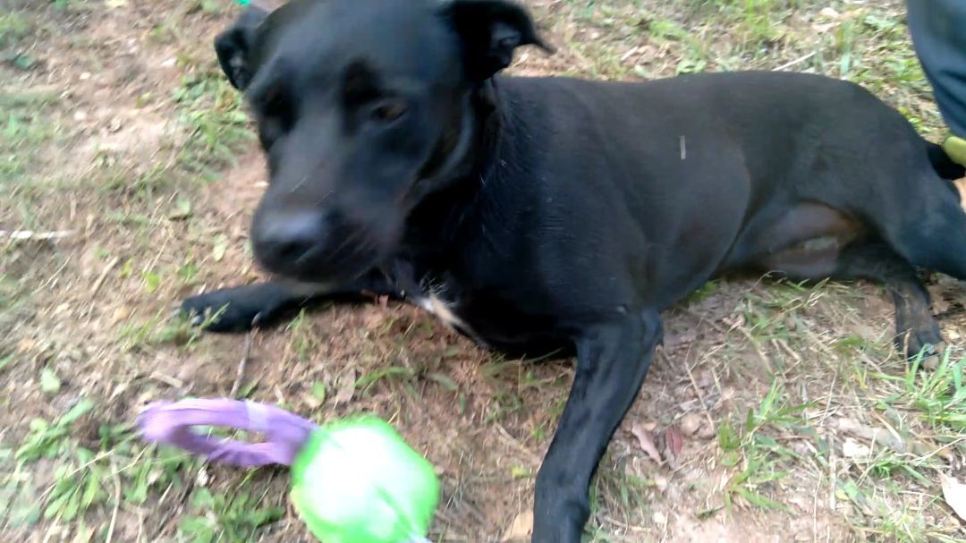 Enlarge Sage & Margot, a Adoptable mixed breed in Westminster, SC image 3/3