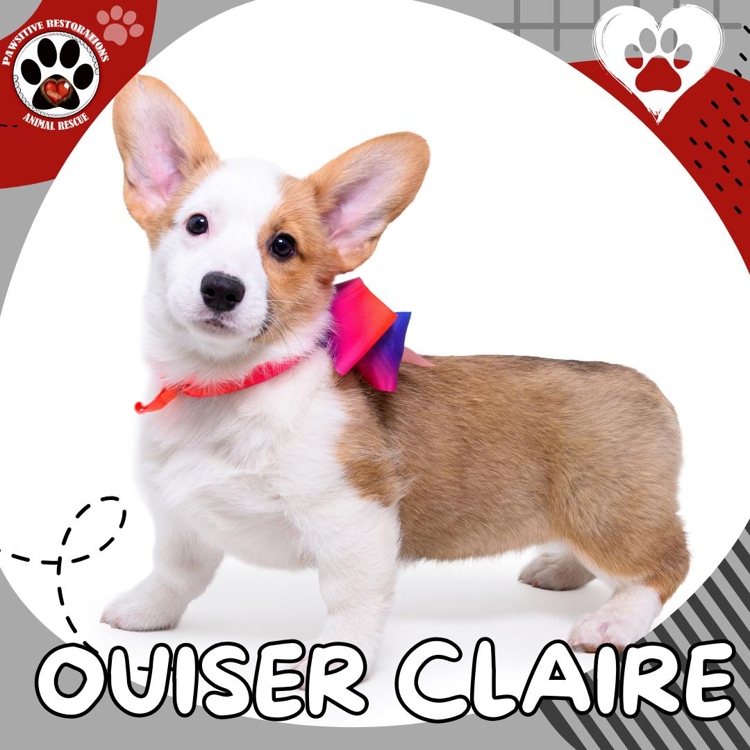 OUISER-CLAIRE, Adoptable, Puppy Female Pembroke Welsh Corgi.