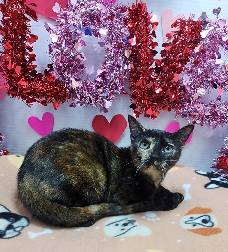 Enlarge Cocoa, a Adoptable mixed breed in Washington Court House, OH image 1/1