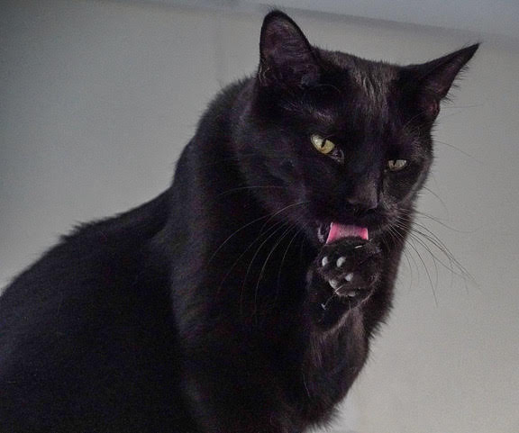 Stella, Adoptable, Young Female Domestic Short Hair.