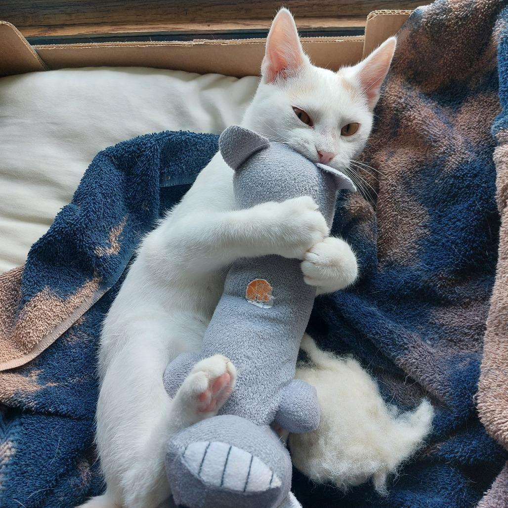 Zella, a Adoptable Domestic Short Hair in Saint Cloud, MN image 1/6