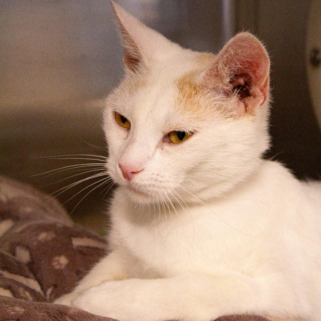 Zella, a Adoptable Domestic Short Hair in Saint Cloud, MN image 2/6