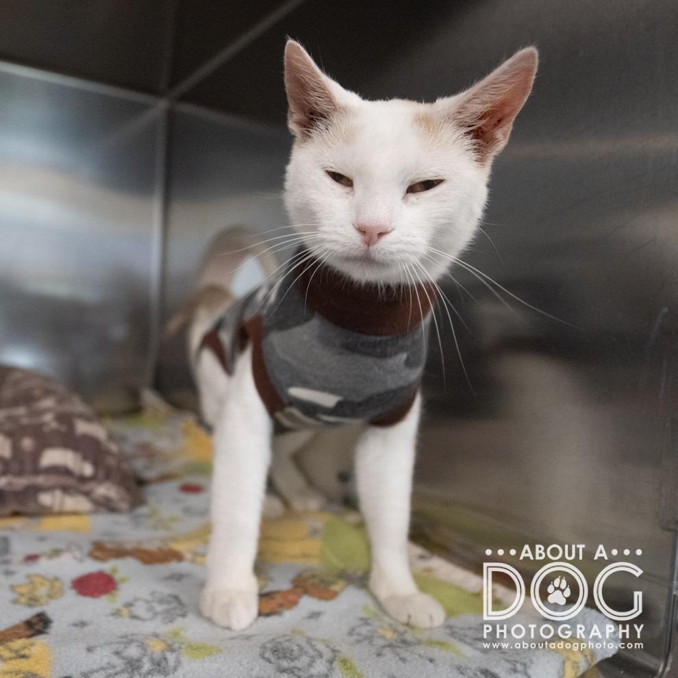 Zella, a Adoptable Domestic Short Hair in Saint Cloud, MN image 3/6