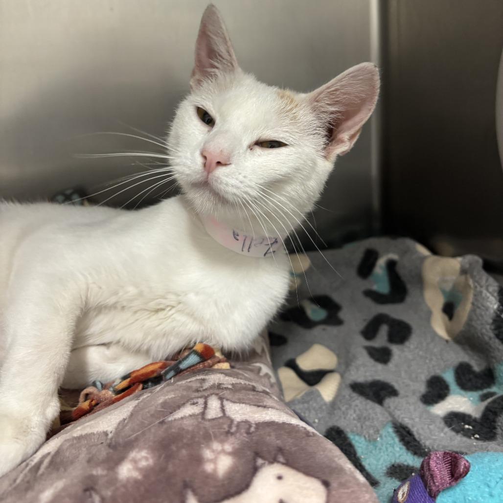 Zella, a Adoptable Domestic Short Hair in Saint Cloud, MN image 4/6