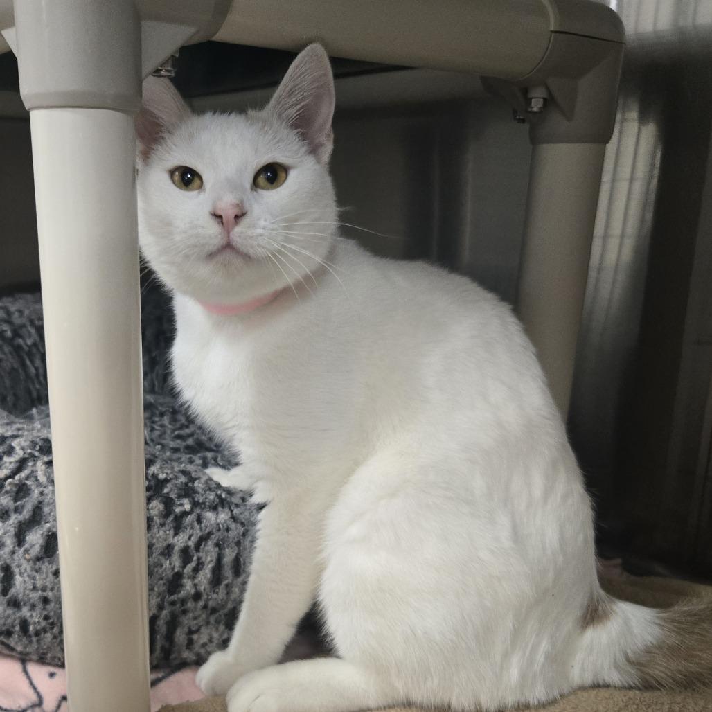 Zella, a Adoptable Domestic Short Hair in Saint Cloud, MN image 5/6