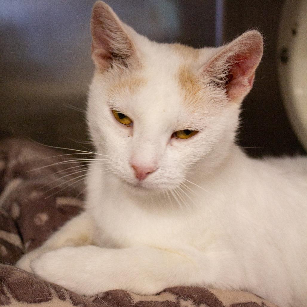 Zella, a Adoptable Domestic Short Hair in Saint Cloud, MN image 6/6