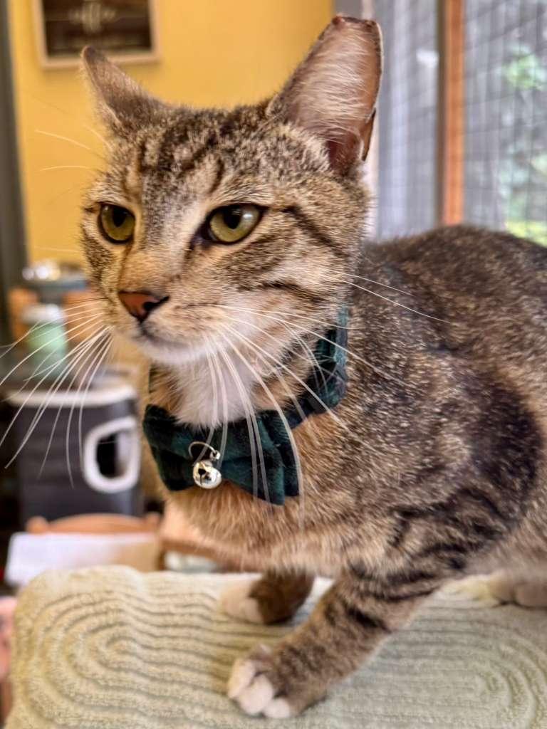 Enlarge Kai -King of laps!, a ADOPTABLE Tabby in Fountain Valley, CA image 4/4