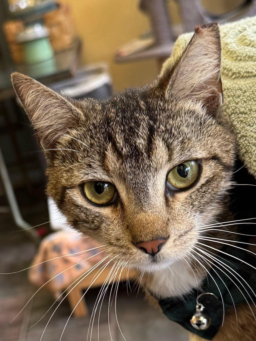 Enlarge Kai -King of laps!, a ADOPTABLE Tabby in Fountain Valley, CA image 3/4