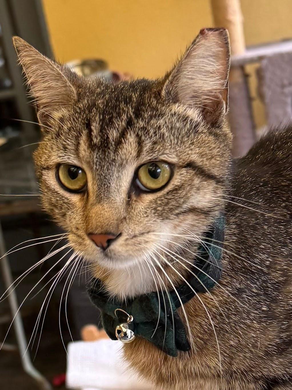 Enlarge Kai -King of laps!, a ADOPTABLE Tabby in Fountain Valley, CA image 2/4