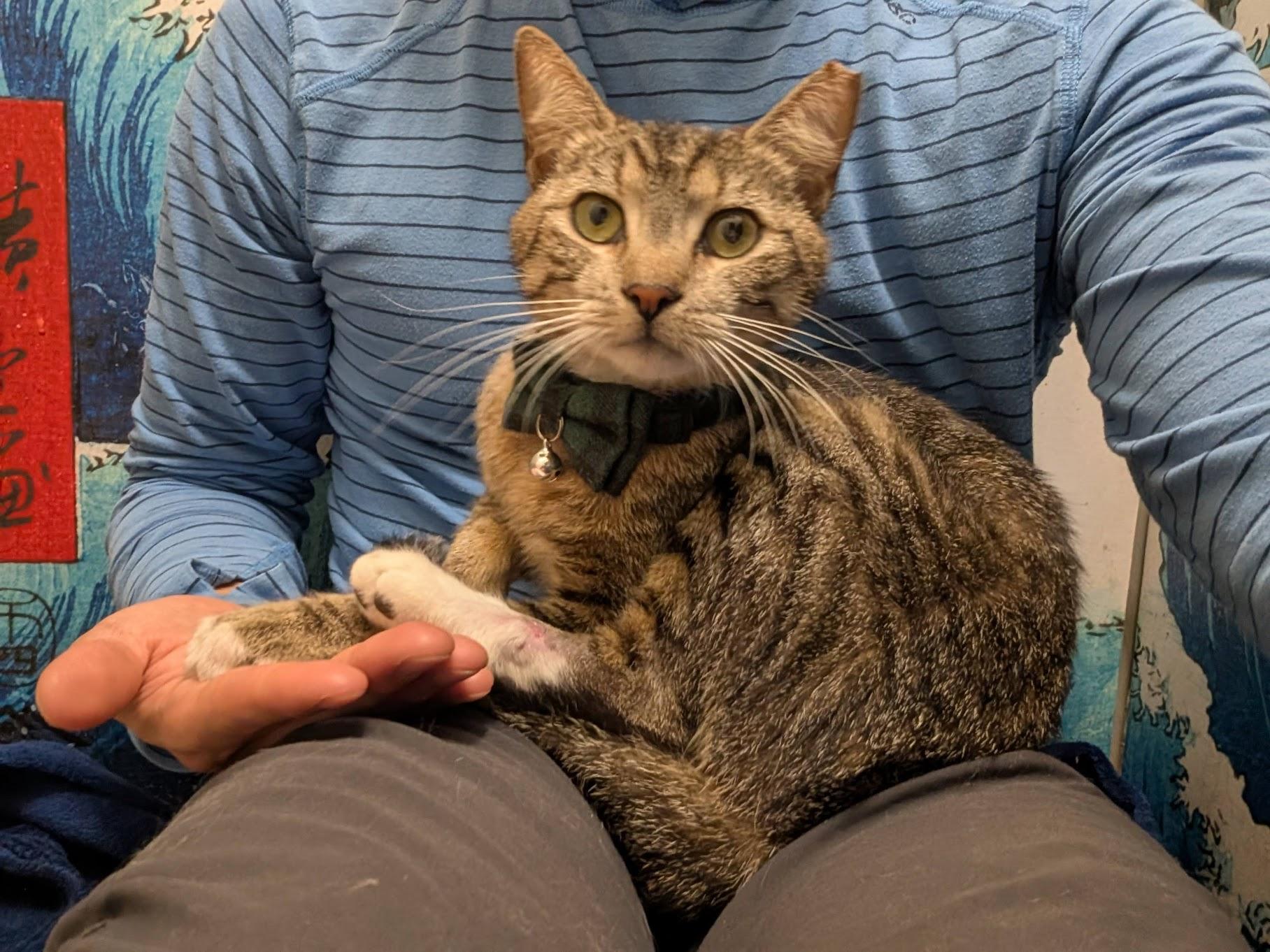 Kai -King of laps!, ADOPTABLE, Adult Male Tabby.