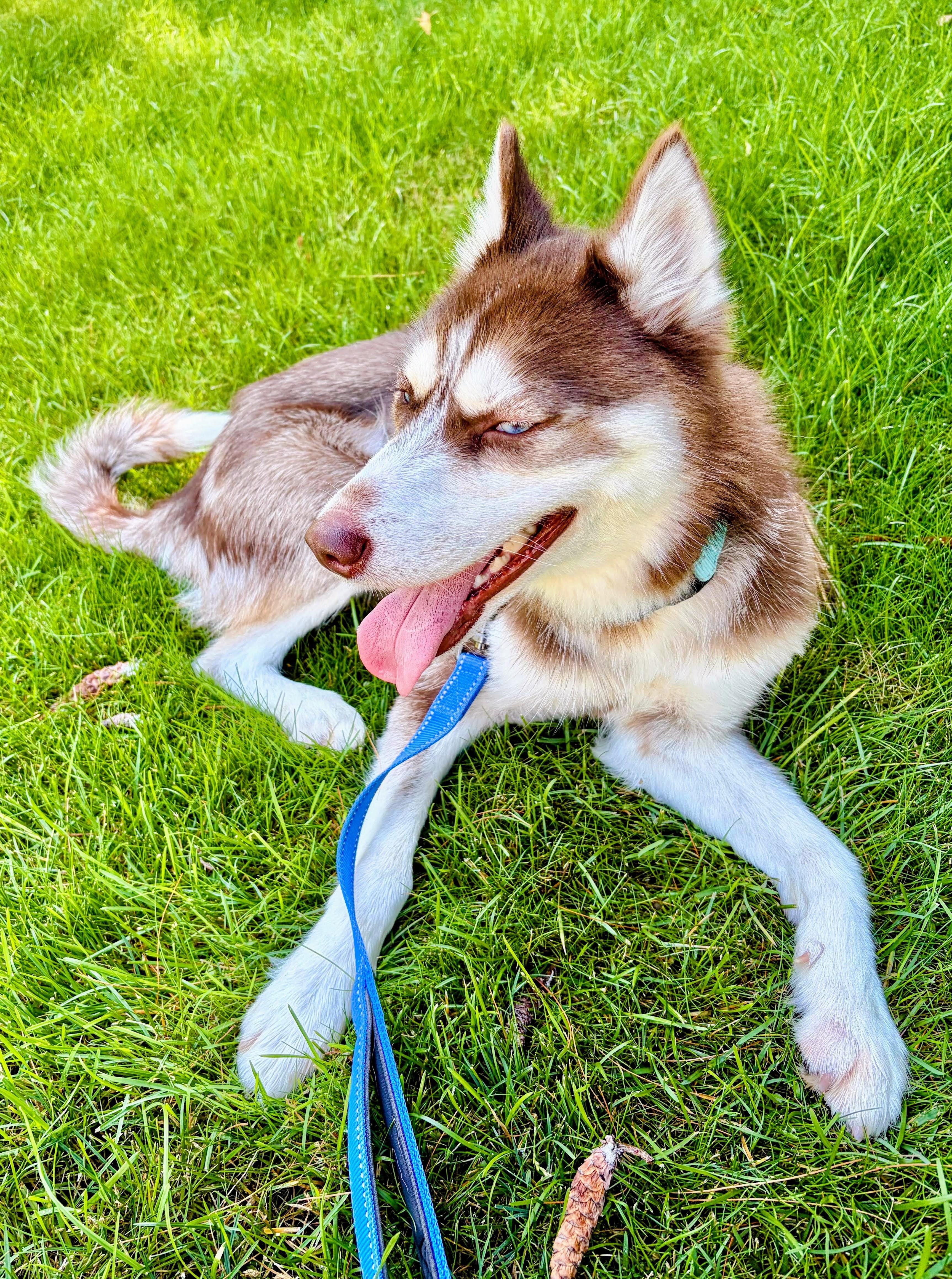 Aspen, ADOPTABLE, Young Female Husky.
