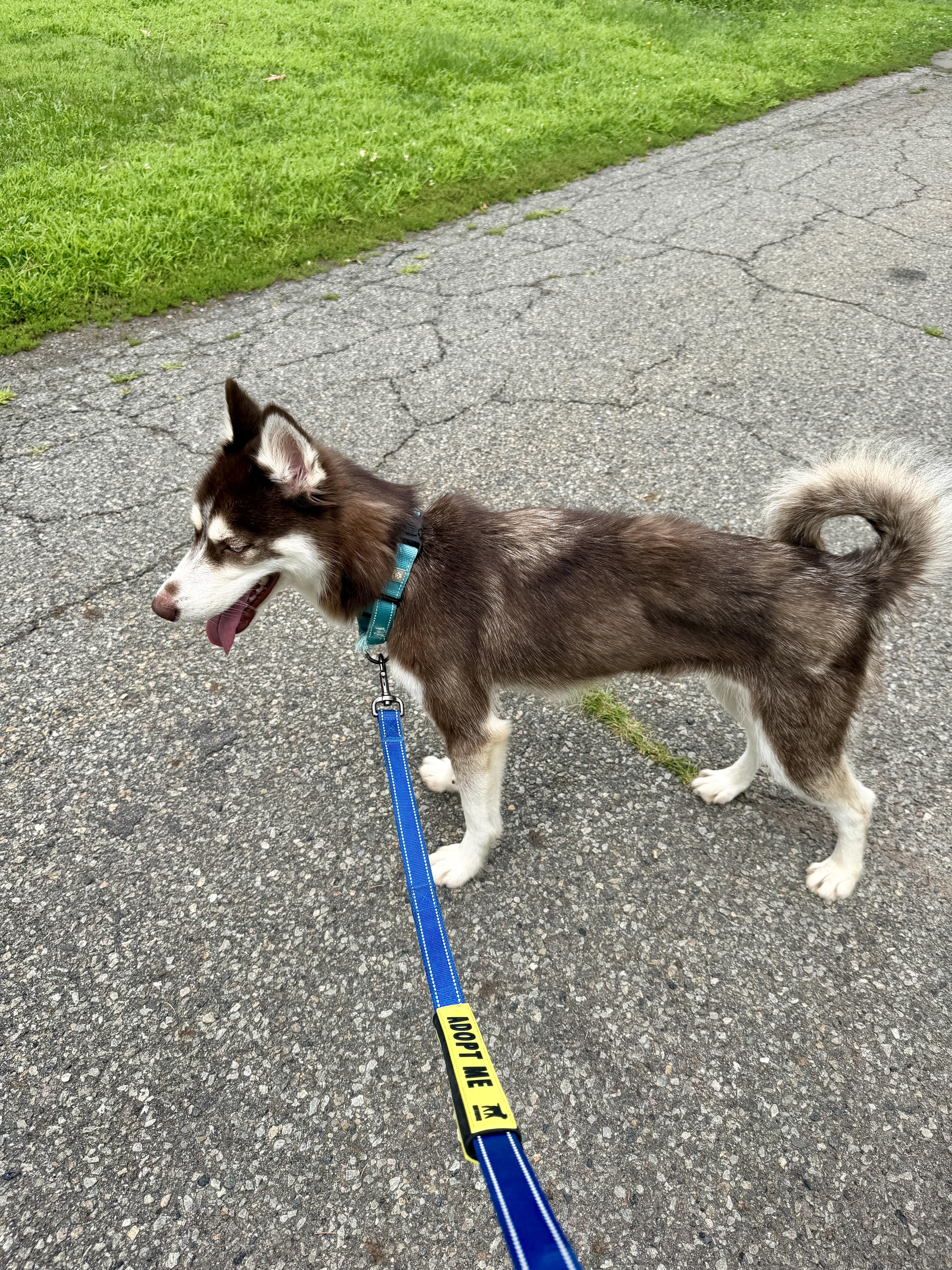 Aspen, a ADOPTABLE Husky in East Orange, NJ image 2/4