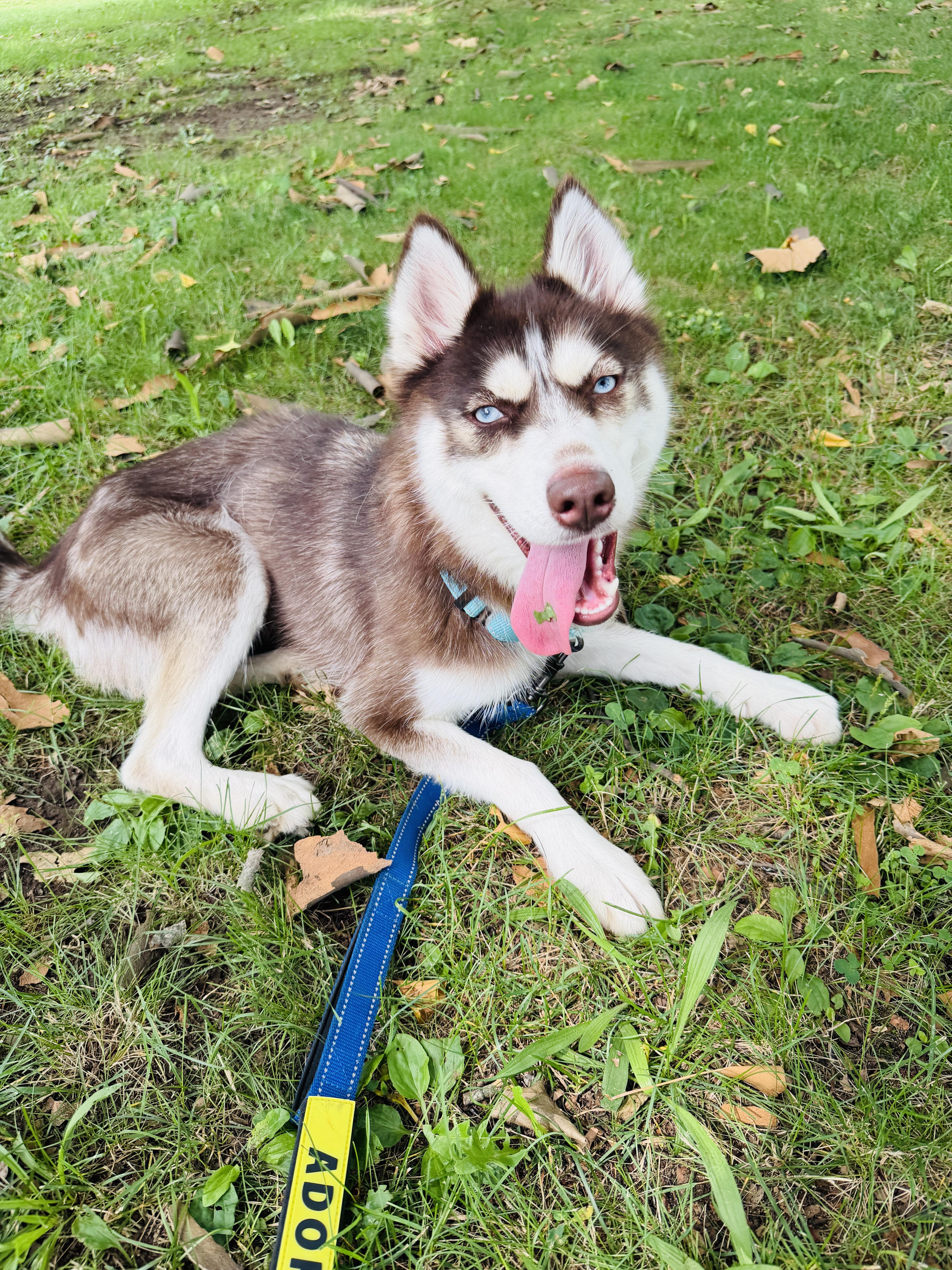 Aspen, a ADOPTABLE Husky in East Orange, NJ image 3/4
