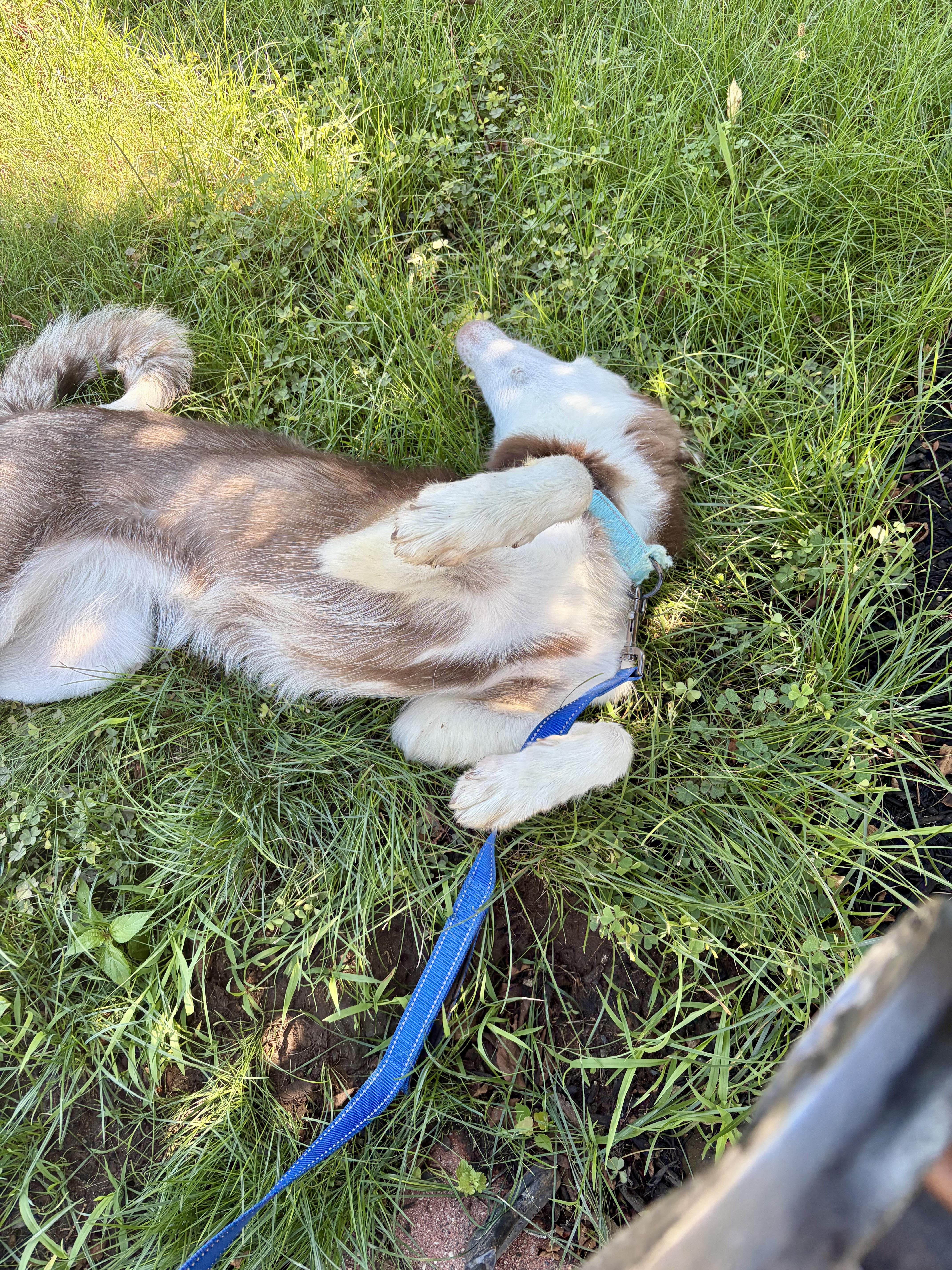 Aspen, a ADOPTABLE Husky in East Orange, NJ image 4/4