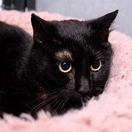 Enlarge Sabrina, a Adoptable Domestic Short Hair in Fort Leavenworth, KS image 1/4