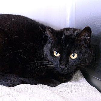 Sabrina, Adoptable, Adult Female Domestic Short Hair.