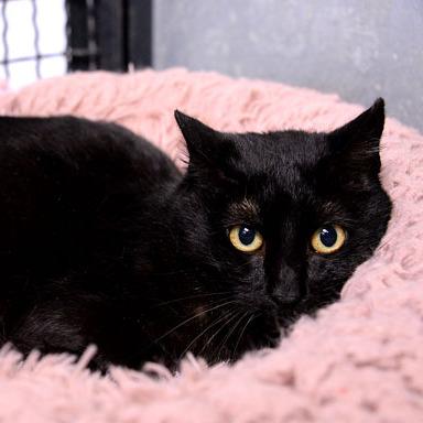Enlarge Sabrina, a Adoptable Domestic Short Hair in Fort Leavenworth, KS image 3/4