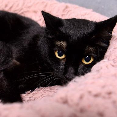 Enlarge Sabrina, a Adoptable Domestic Short Hair in Fort Leavenworth, KS image 4/4