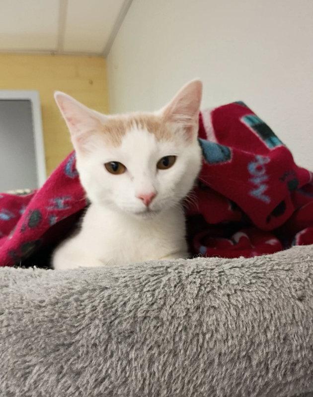 Darby AND O'Malley, Adoptable, Kitten Male Domestic Short Hair.