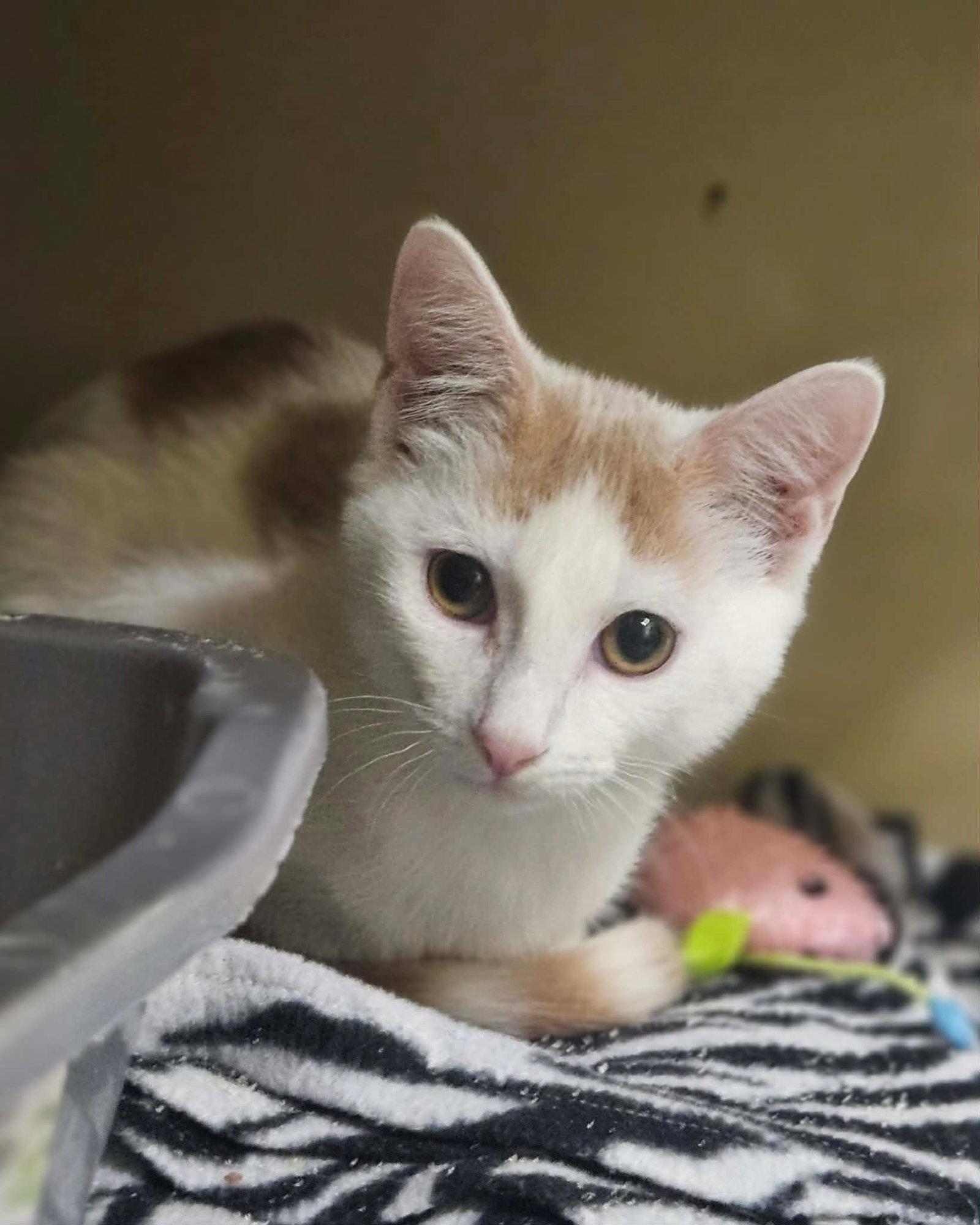 Enlarge Darby AND O'Malley, a Adoptable Domestic Short Hair in Gonic, NH image 2/3