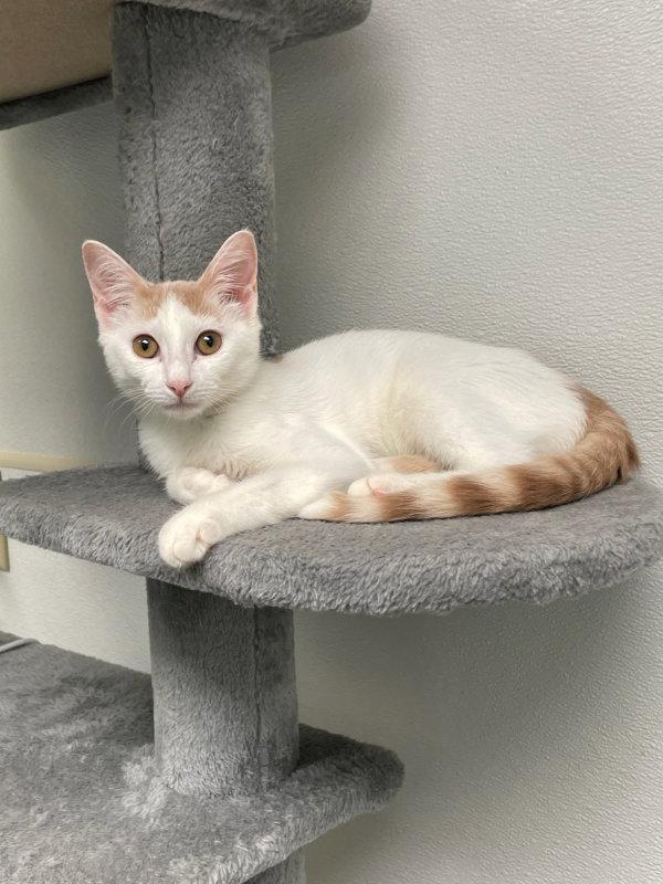 Enlarge Darby AND O'Malley, a Adoptable Domestic Short Hair in Gonic, NH image 3/3