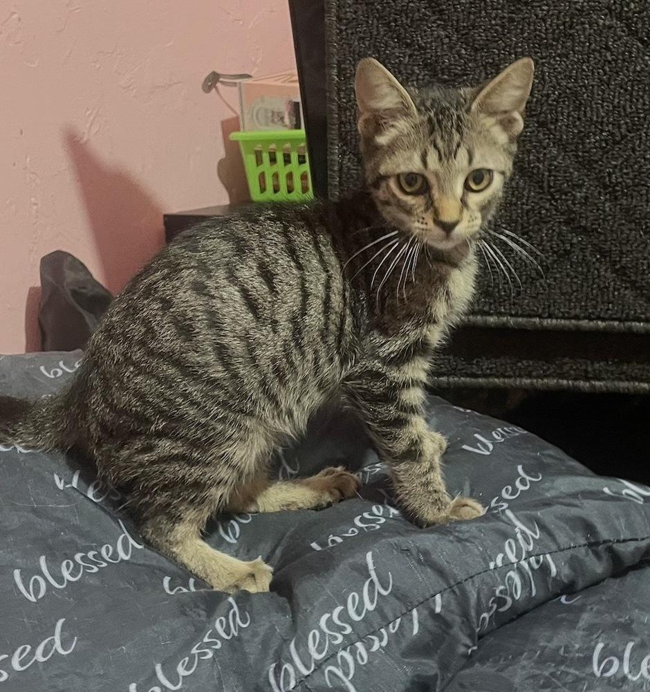 Micky, Adoptable, Kitten Male Domestic Short Hair.