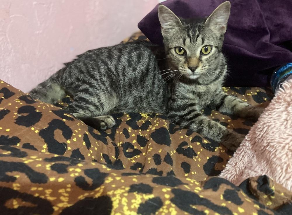 Enlarge Micky, a Adoptable Domestic Short Hair in Hudson, NH image 2/2