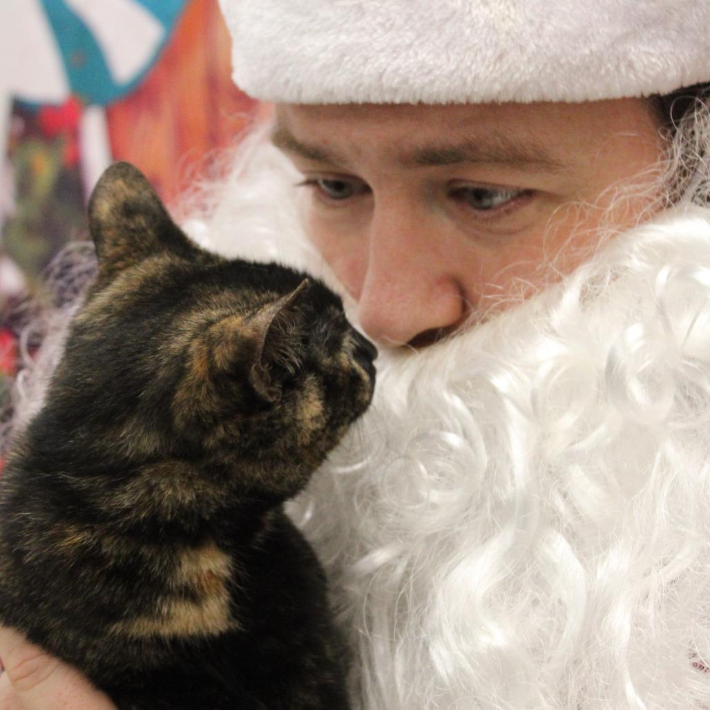 Pearl, Adoptable, Kitten Female Domestic Short Hair.