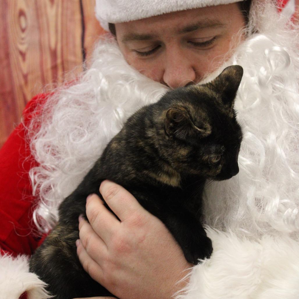 Enlarge Pearl, a Adoptable Domestic Short Hair in Cleveland, MS image 2/3