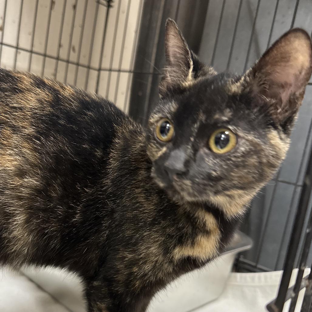 Enlarge Pearl, a Adoptable Domestic Short Hair in Cleveland, MS image 3/3