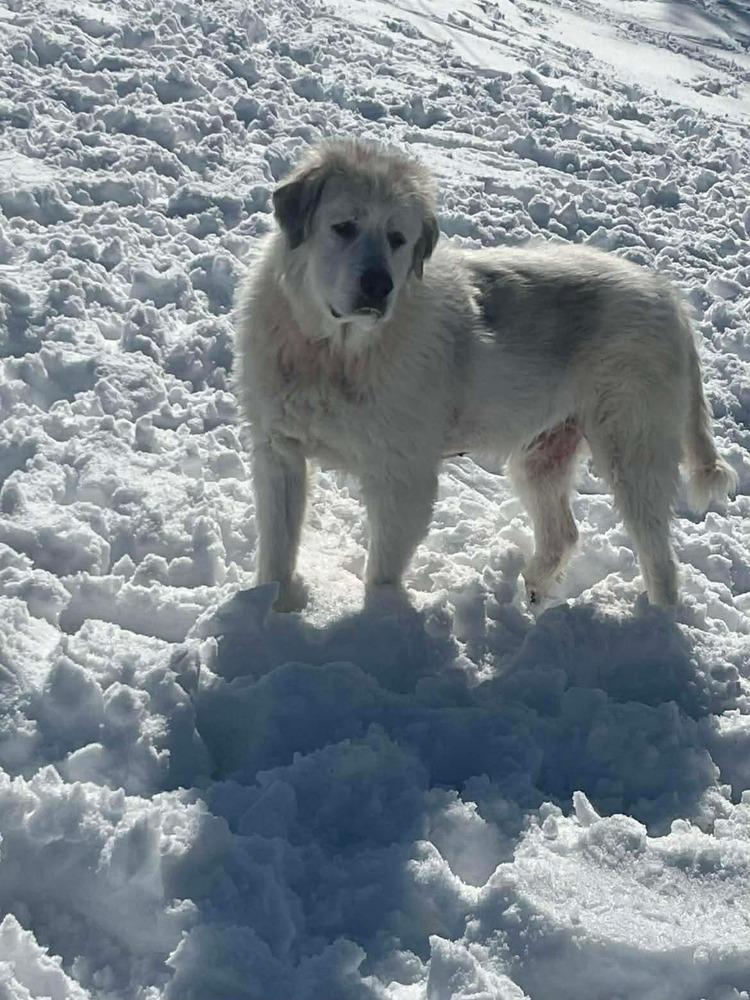 Baron (Washy), Adoptable, Adult Male Great Pyrenees.
