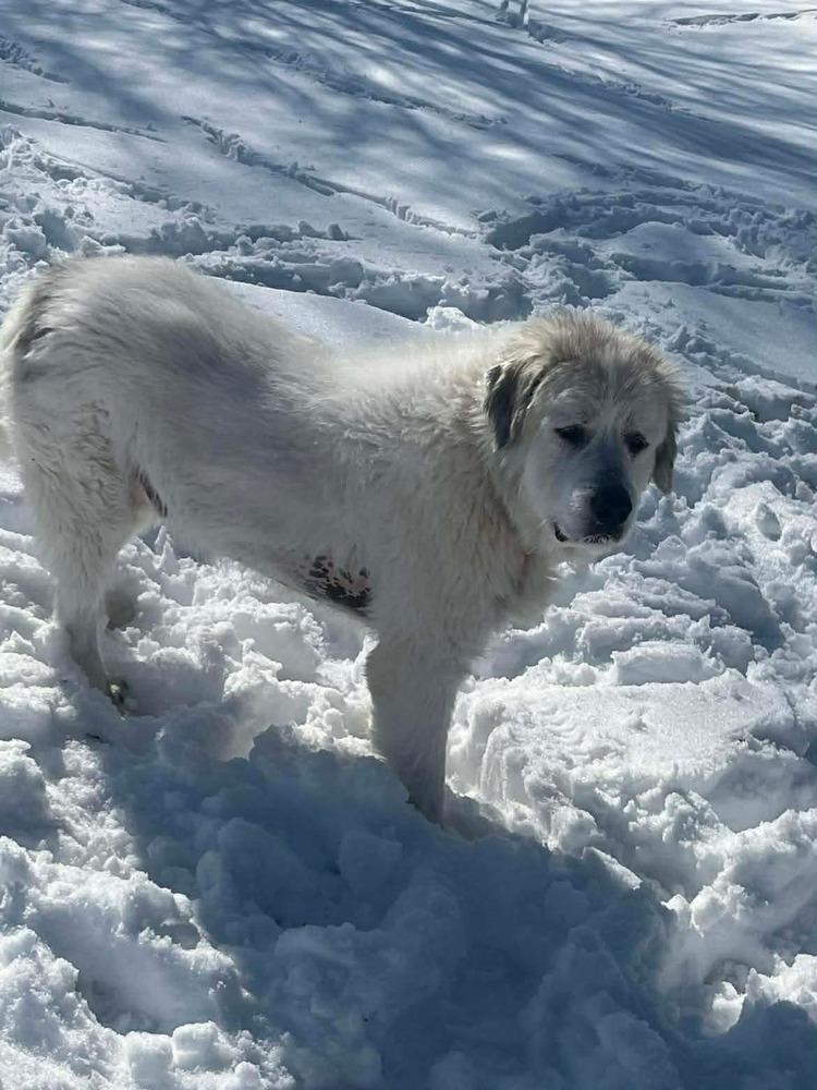 Enlarge Baron (Washy), a Adoptable Great Pyrenees in Osgood, IN image 2/4